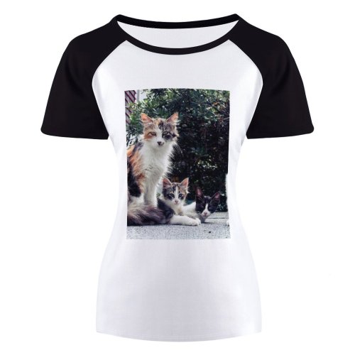 yanfind Women's Sleeve Raglan T Shirt Short Cats Cute Fur Furry Kittens Kitties Sit