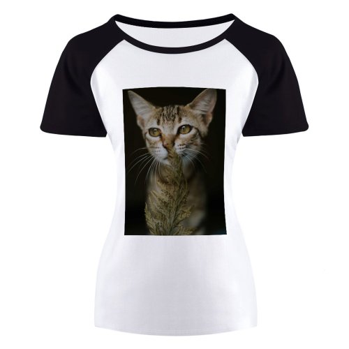 yanfind Women's Sleeve Raglan T Shirt Short Adorable Cat Cats Cute Eyes Fur Kitten Pet Portrait Whiskers