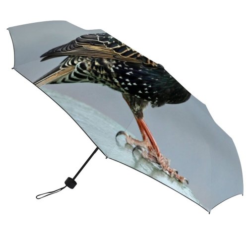 yanfind Umbrella Manual England Intricacy Iridescent Songbird Omnivorous Flock Feather Bird Wild Birds Beak Windproof waterproof anti-ultraviolet protection golf umbrella