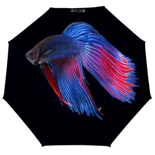 yanfind Umbrella Manual UK Fin Fish Fighting Wildlife Beauty Shot Iridescent Siamese Skin Studio Vibrant Windproof waterproof anti-ultraviolet protection golf umbrella