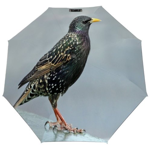 yanfind Umbrella Manual England Intricacy Iridescent Songbird Omnivorous Flock Feather Bird Wild Birds Beak Windproof waterproof anti-ultraviolet protection golf umbrella
