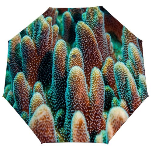 yanfind Umbrella Manual Coral Undersea Zanzibar Hard Beauty Sea Natural Underwater Seascape Ocean Tropical Tanzania Windproof waterproof anti-ultraviolet protection golf umbrella