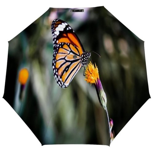 yanfind Umbrella Manual Osteospermum Wing Perching Beauty Dahlia Fragility Aster Daisy Spread Flowering Focus Butterfly Windproof waterproof anti-ultraviolet protection golf umbrella