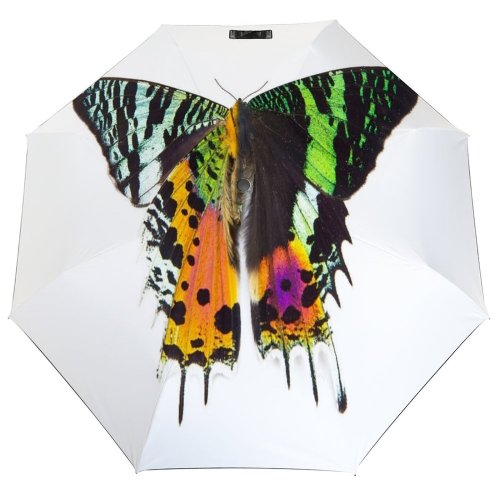 yanfind Umbrella Manual Sunset Moth Fragility Beauty Sammamish Washington State USA Butterfly Shot Wing Windproof waterproof anti-ultraviolet protection golf umbrella