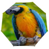 yanfind Umbrella Manual Cute Wing Beauty Exoticism Feather Bird Rainforest Gold Macaw Tropical Portrait Vibrant Windproof waterproof anti-ultraviolet protection golf umbrella