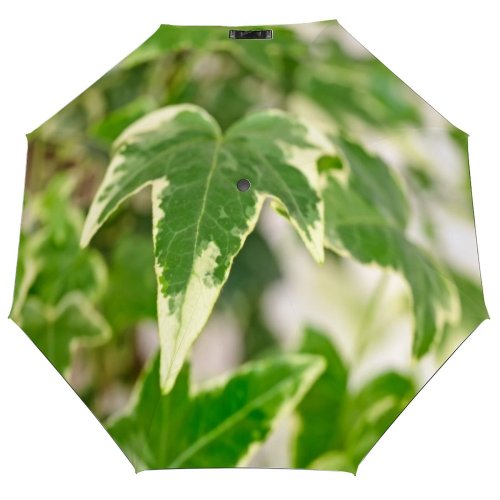 yanfind Umbrella Manual Idyllic Evergreen Botany Leaf Beauty England Fragility Climbing Natural Shiny Complexity Purity Windproof waterproof anti-ultraviolet protection golf umbrella