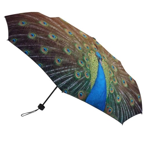 yanfind Umbrella Manual Dundee Turquoise Scotland Feather Bird Focus Portrait Showing UK Selective Windproof waterproof anti-ultraviolet protection golf umbrella