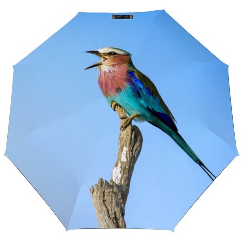 yanfind Umbrella Manual Masai Africa Roller Tree Perching Beauty Awe Scenics Mara Alertness Call Purple Windproof waterproof anti-ultraviolet protection golf umbrella