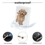 yanfind Cigarette Case Cheerful Dog Happiness Emotion Love Perth Positive Cavalier Studio Young Spaniel Formal Hard Plastic Crushproof Cigarette Case