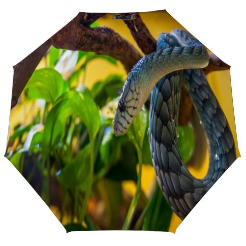 yanfind Umbrella Manual Skin Stage Lizard Rough Crocodile Captivity Slovenia Wildlife Scale Abstract Terrarium Windproof waterproof anti-ultraviolet protection golf umbrella