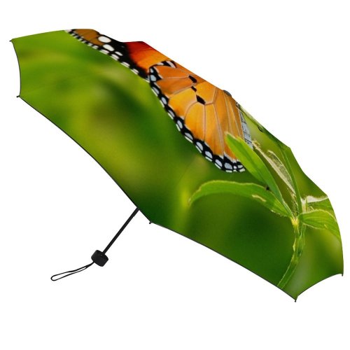 yanfind Umbrella Manual Pakistan Leaf Stem Beauty Focus Butterfly Punjab Lahore Wildlife Outdoors Plant Flower Windproof waterproof anti-ultraviolet protection golf umbrella