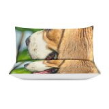 yanfind Bedding Set of 3 (1 Cover, 2 Bed Pillowcase Without Sheet)Images Pet HQ Snout Hound Public Wallpapers Outdoors Beagle Active Pictures Walk Duvet Cover personalization