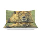yanfind Bedding Set of 3 (1 Cover, 2 Bed Pillowcase Without Sheet)Images Lion Wildlife Leone Kinglion Pictures PNG Lionforest King Wild Duvet Cover personalization