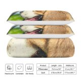 yanfind Bedding Set of 3 (1 Cover, 2 Bed Pillowcase Without Sheet)Images Pet HQ Snout Hound Public Wallpapers Outdoors Beagle Active Pictures Walk Duvet Cover personalization