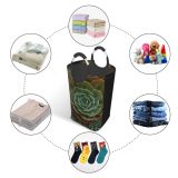 YANFIND Plants Plant Cacti Botanical Growth Garden Outdoors Succulents Natural Grow Succulent Cactus Storage Organizer Foldable Bucket Washing Bin Dirty Clothes Bag For Home Bathroom Bedroom Dorm