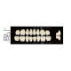 12 cards Dental Synthetic Polymer Resin False Teeth Denture 32U Upper Posteriors 28° 8pcs/card