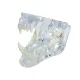1:1 Dog Teeth Model Transparent PVC Full Mouth Dental Display for Study Teaching