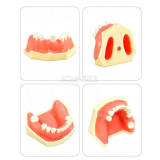M2029 Maxillary Sinus & Mandibular Implant Model