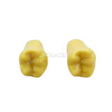 Pit and Fissure Sealant Practice Tooth, 1 Pc