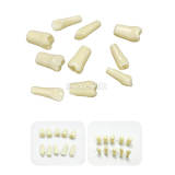 Barium Sulfate Practice Tooth, 1 Pc