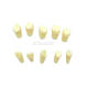Barium Sulfate Practice Tooth, 1 Pc