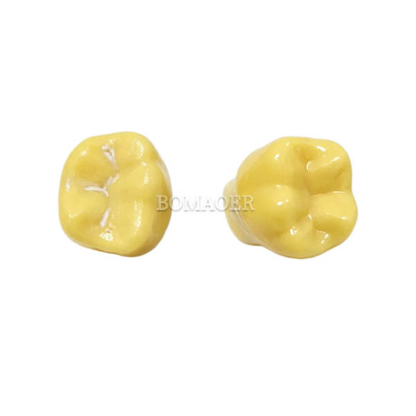 Pit and Fissure Sealant Practice Tooth, 1 Pc