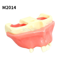 M2014 Maxillary Sinus Practice Model