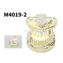 M4019-2 Pathological Repair Model