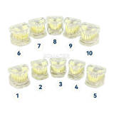 Transparent 10-in-1 Malocclusion Correction Demonstration Model M3014
