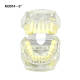 #5 Transparent Malocclusion Orthodontic Demonstration Model M3014