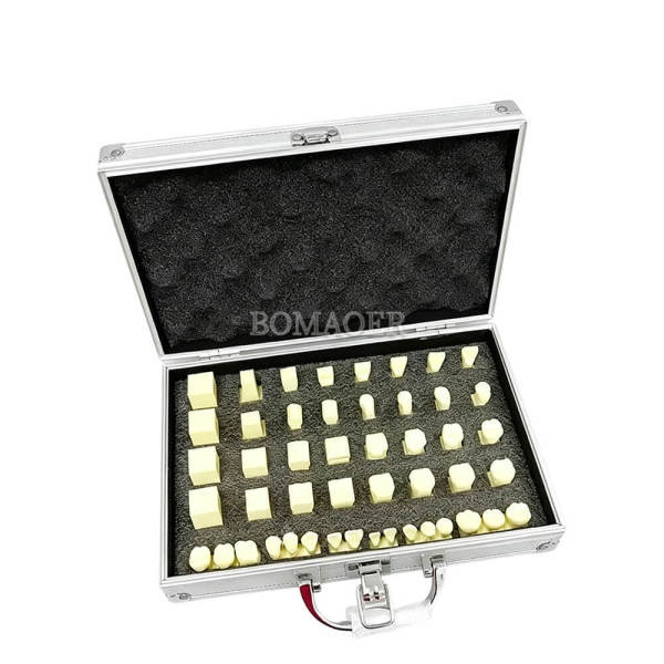 1.5X Enlarged Tooth Carving Sequence Typodont Model Dental Teaching Demo (M7027)