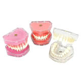 Adult Tooth Extraction Standard Typodont Model Transparent Clear Removable Soft Teeth Dental Training Study (M7008/4004)