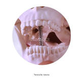 1.5X Enlarged Tooth Carving Sequence Typodont Model Dental Teaching Demo (M7027)
