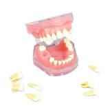 Red Standard Typodont Model M7008 (Original 4004), Removable Soft Teeth Dental Extraction Training