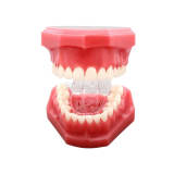M7003 Standard Dental Typodont Model with Slant Plate Orthodontic Teaching Demo