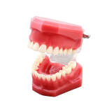 M7003 Standard Dental Typodont Model with Slant Plate Orthodontic Teaching Demo