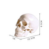 1.5X Enlarged Tooth Carving Sequence Typodont Model Dental Teaching Demo (M7027)