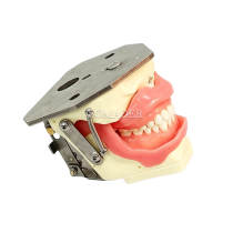 M8020 Dental Anesthesia Injection Practice Model External Buzzer & LED Light Openable Jaw Replaceable Gingiva Dental Teaching