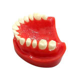 M8027 Dental Half Arch Porcelain Crown Preparation Demonstration Typodont Model