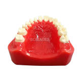 M8027 Dental Half Arch Porcelain Crown Preparation Demonstration Typodont Model