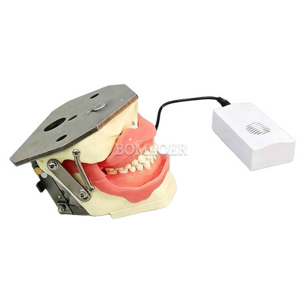 M8020 Dental Anesthesia Practice Model with Built-in Buzzer for Injection Training