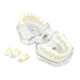Adult Tooth Extraction Standard Typodont Model Transparent Clear Removable Soft Teeth Dental Training Study (M7008/4004)