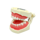 M8011【Version B New】Dental Preparation Practice Model