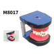 M8017 Dental Orthodontic Practice Model, Typodont for Bracket Training