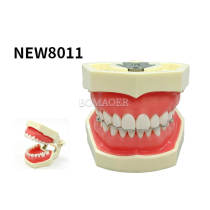 M8011【Version B New】Dental Preparation Practice Model