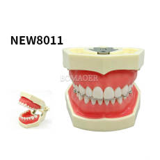 M8011【Version B New】Dental Preparation Practice Model