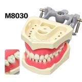 Standard Dental Typodont Model M8030, 32 Screw-Fixed Teeth, Nut Fastening Type