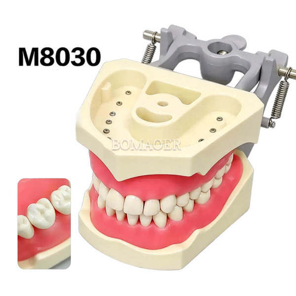 Standard Dental Typodont Model M8030, 32 Screw-Fixed Teeth, Nut Fastening Type