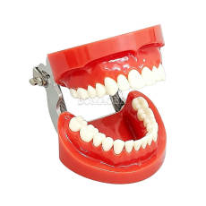 Standard Dental Typodont Model, 32 Screw-in Teeth, M8009