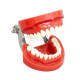 Standard Dental Typodont Model, 32 Screw-in Teeth, M8009